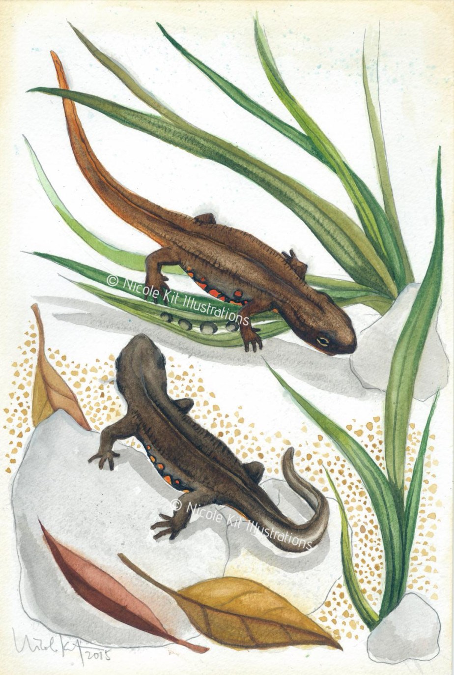 HongKongNewt