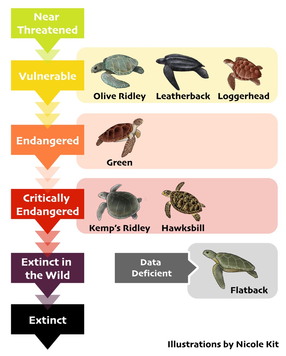 Turtle species chart-01