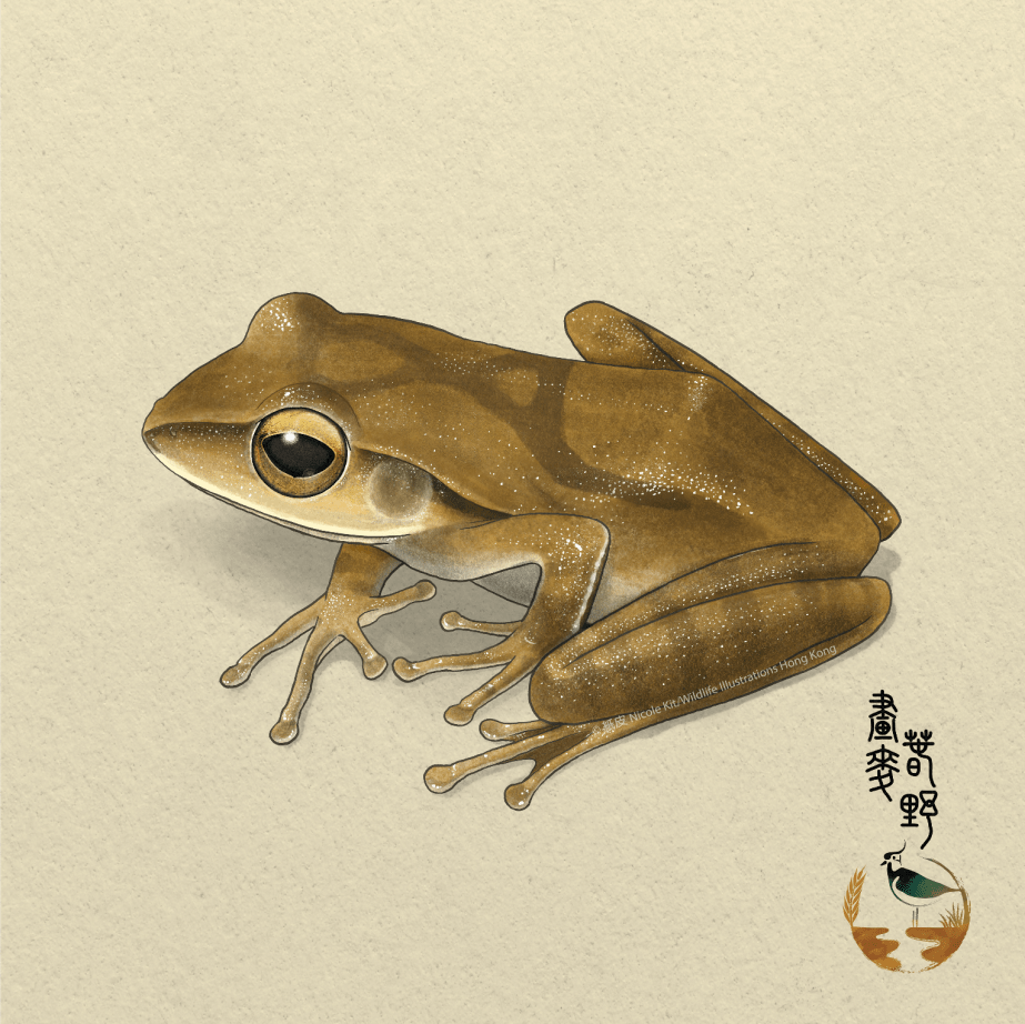 Polypedates megacephalus_small