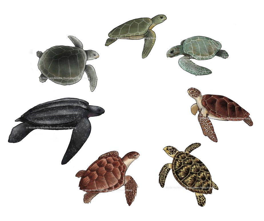 Turtle merged_watermark