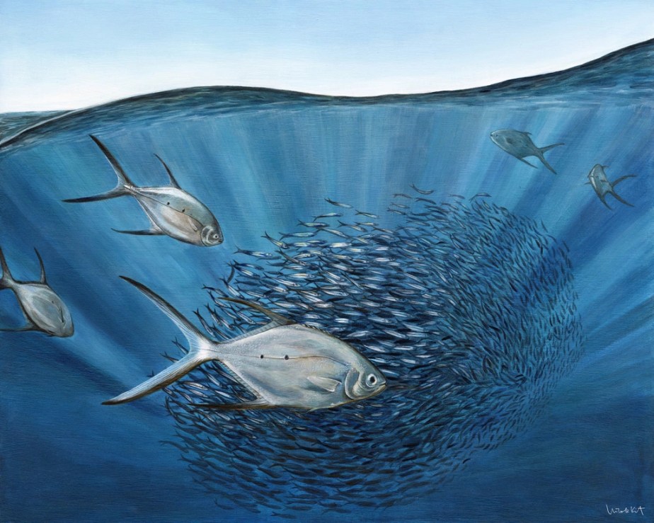 Smallspotted Dart Hunting&nbsp;Action