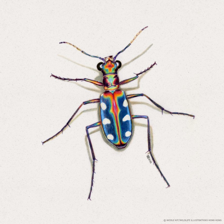 Golden-spotted Tiger Beetle (Cicindela&nbsp;aurulenta)