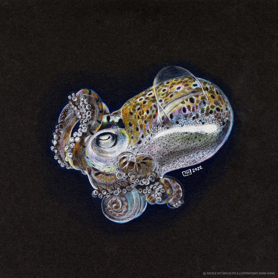 Bobtail Squid