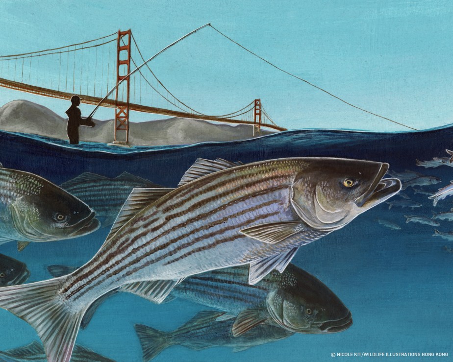 Striped Bass Hunting on Chinook Salmon Smolts under the Golden Gate&nbsp;Bridge