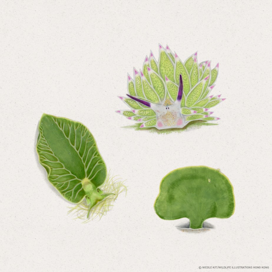 Kleptoplasty in Sacoglossan Sea&nbsp;Slugs