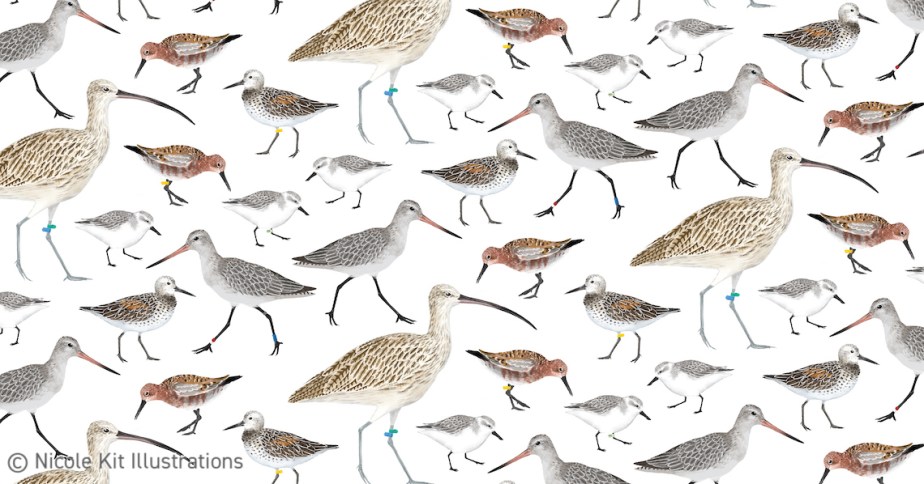 EAAFP Shorebird Color Flagging Handkerchief&nbsp;Design