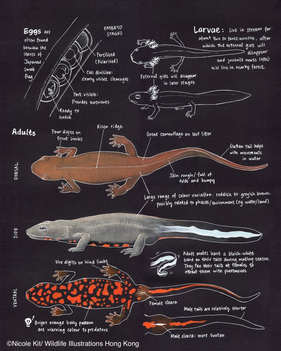Hong Kong Newt Observation&nbsp;Notes