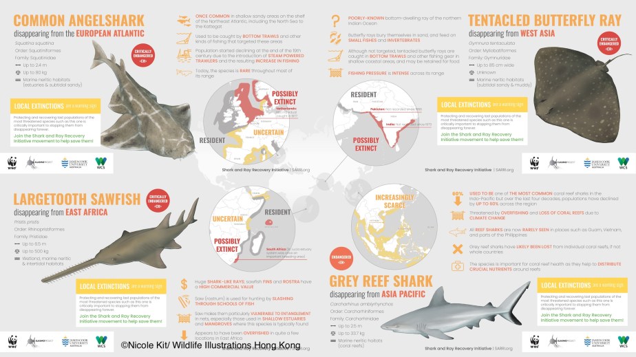 Sharks infographic