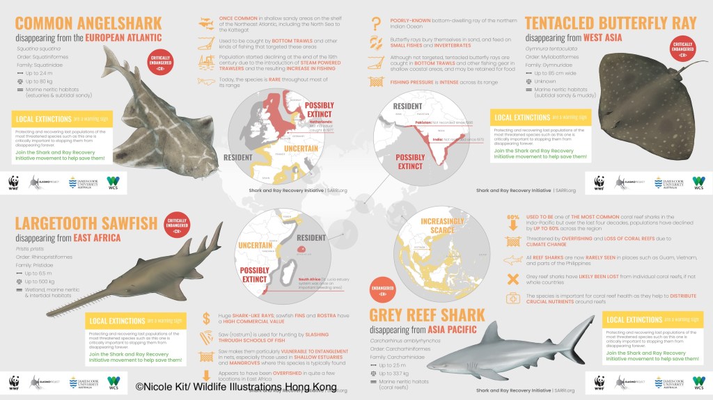 Sharks infographic for Shark and Ray Recovery Initiative 